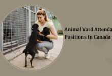 Animal Yard Attendant Positions In Canada