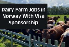 Dairy Farm Jobs in Norway