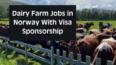Dairy Farm Jobs in Norway With Visa Sponsorship
