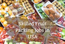 Skilled Fruit Packing Jobs in USA