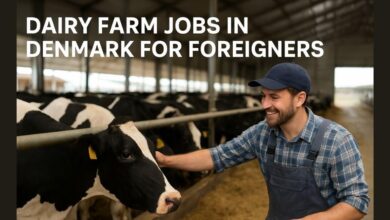 Dairy Farm Jobs in Denmark For Foreigners