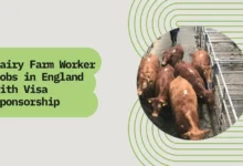 Dairy Farm Worker Jobs in England