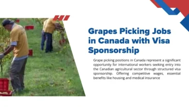Grapes Picking Jobs in Canada